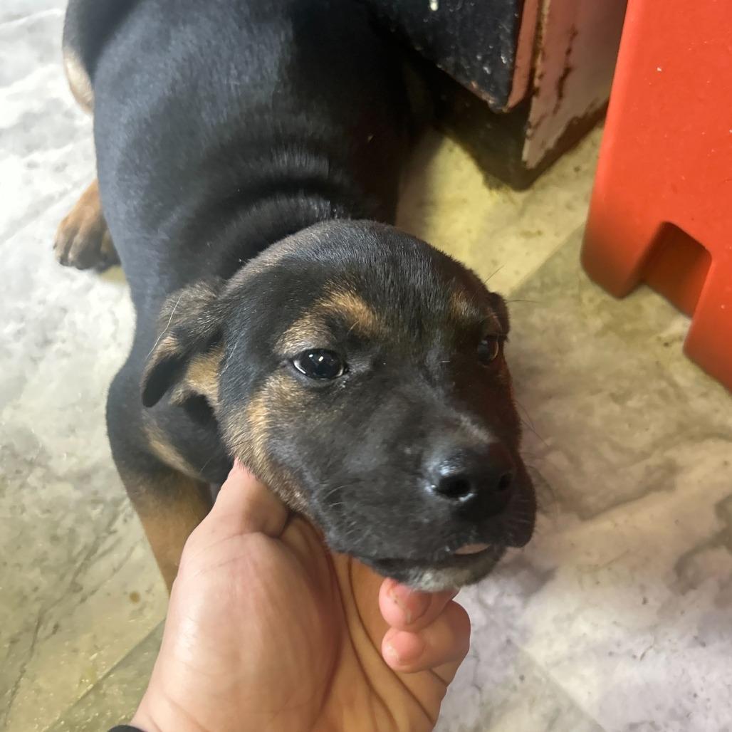 Biggie, Adoptable, Puppy Male Mixed Breed.