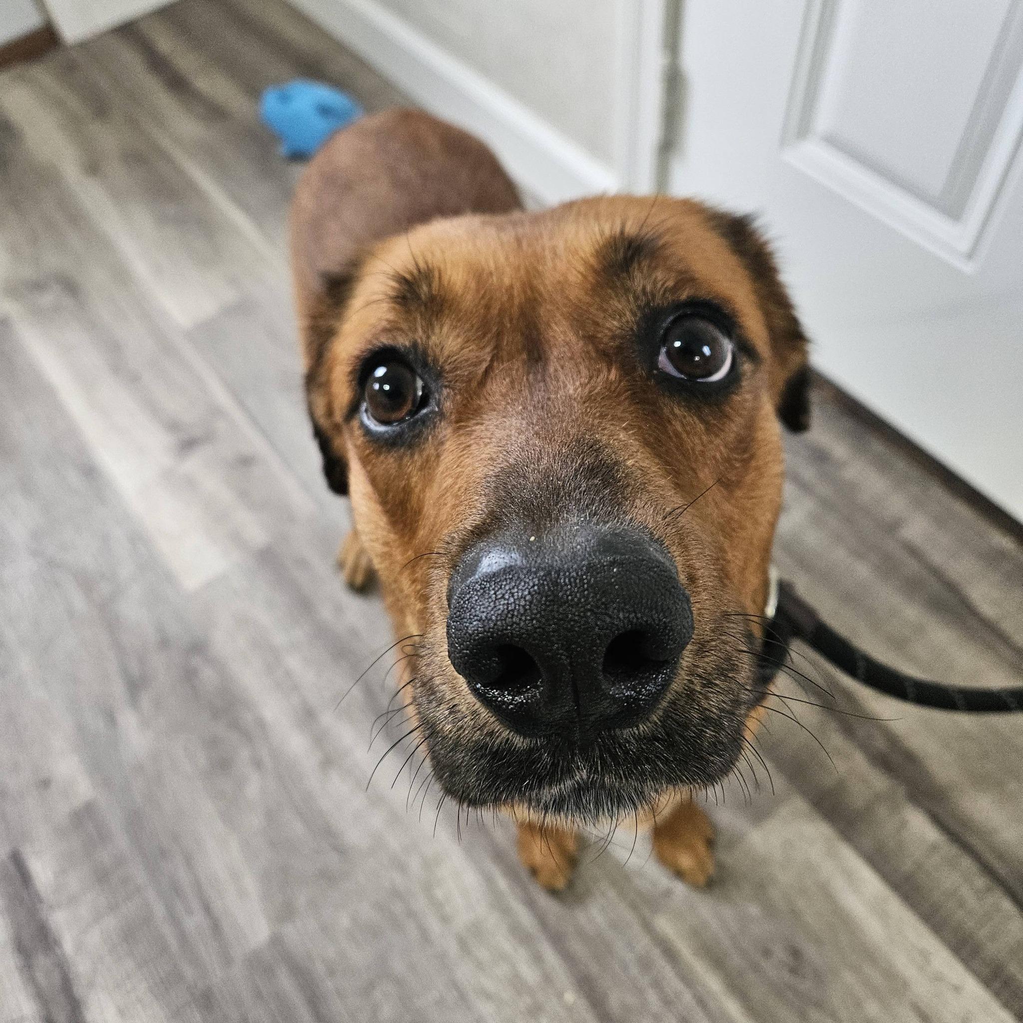Enlarge Annabelle, a Adoptable mixed breed in Hoopeston, IL image 1/3