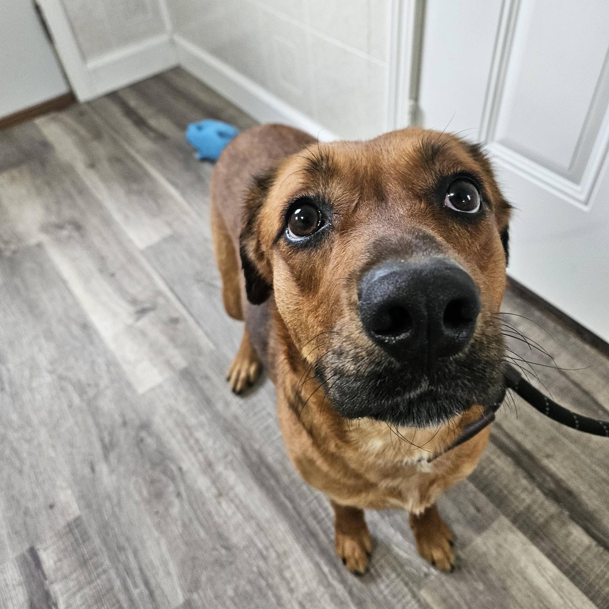Enlarge Annabelle, a Adoptable mixed breed in Hoopeston, IL image 3/3