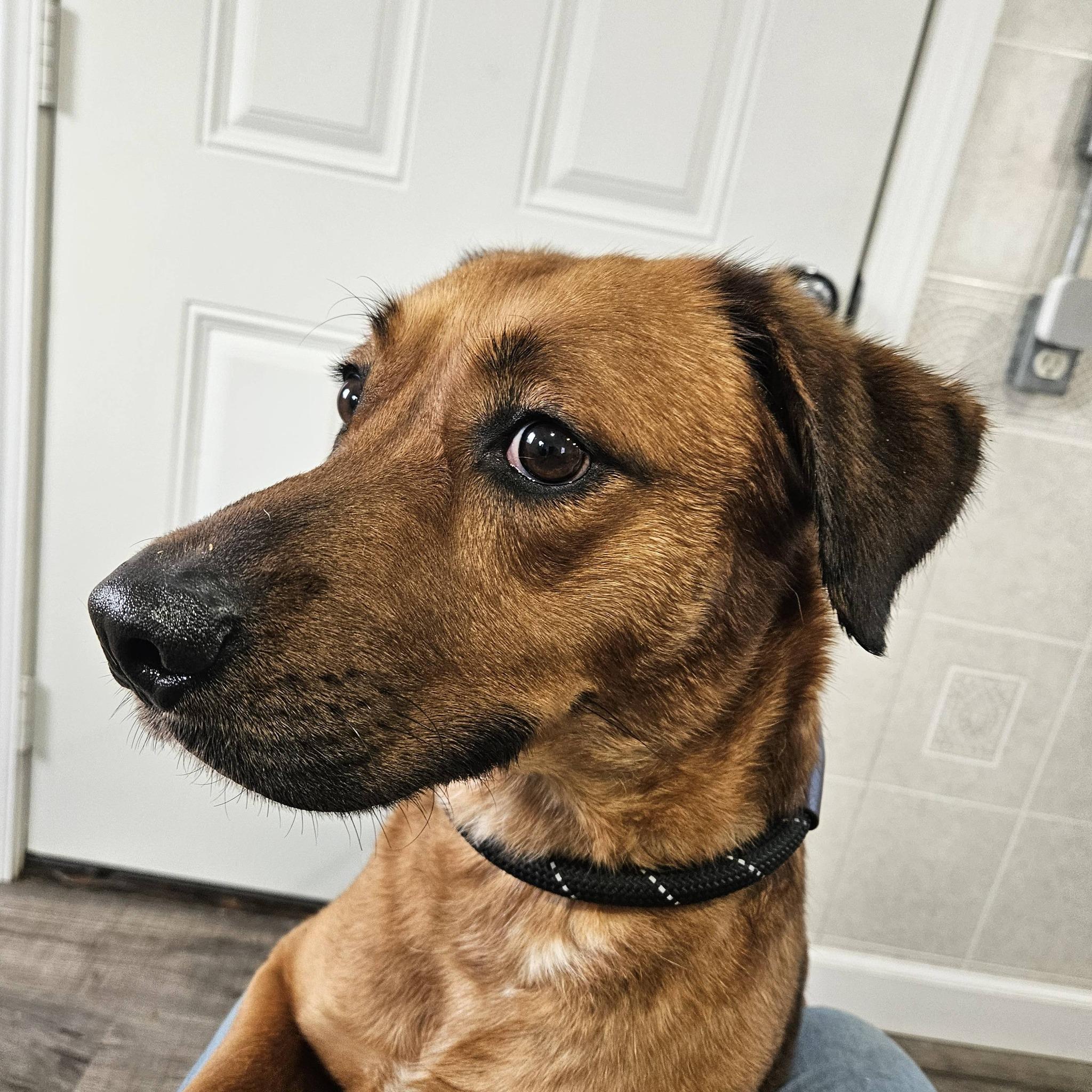 Enlarge Annabelle, a Adoptable mixed breed in Hoopeston, IL image 2/3