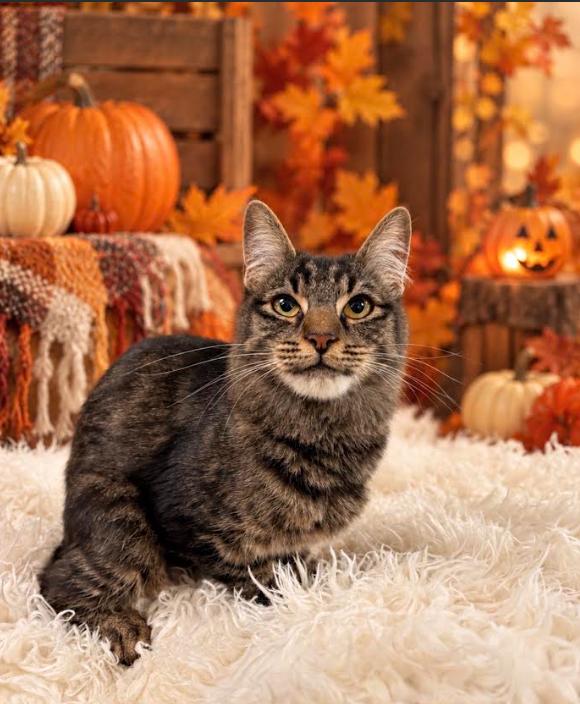 Enlarge Emma, a Adoptable Tabby in Tehachapi, CA image 1/1