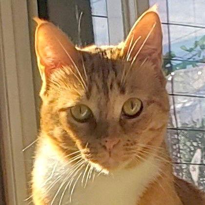 Gin Gin (Courtesy Post), a Adoptable Domestic Short Hair in San Jose, CA image 1/3