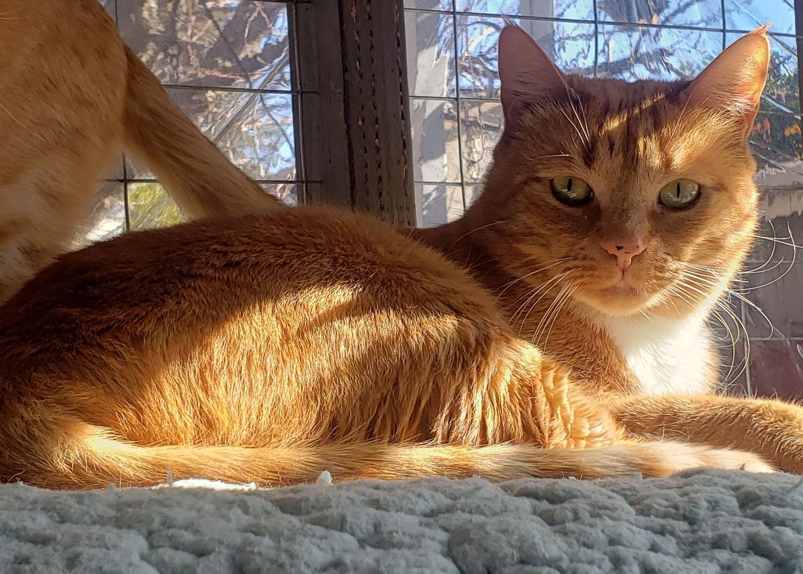 Enlarge Gin Gin (Courtesy Post), a Adoptable Domestic Short Hair in San Jose, CA image 3/6