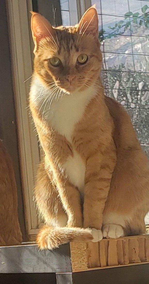 Enlarge Gin Gin (Courtesy Post), a Adoptable Domestic Short Hair in San Jose, CA image 6/6