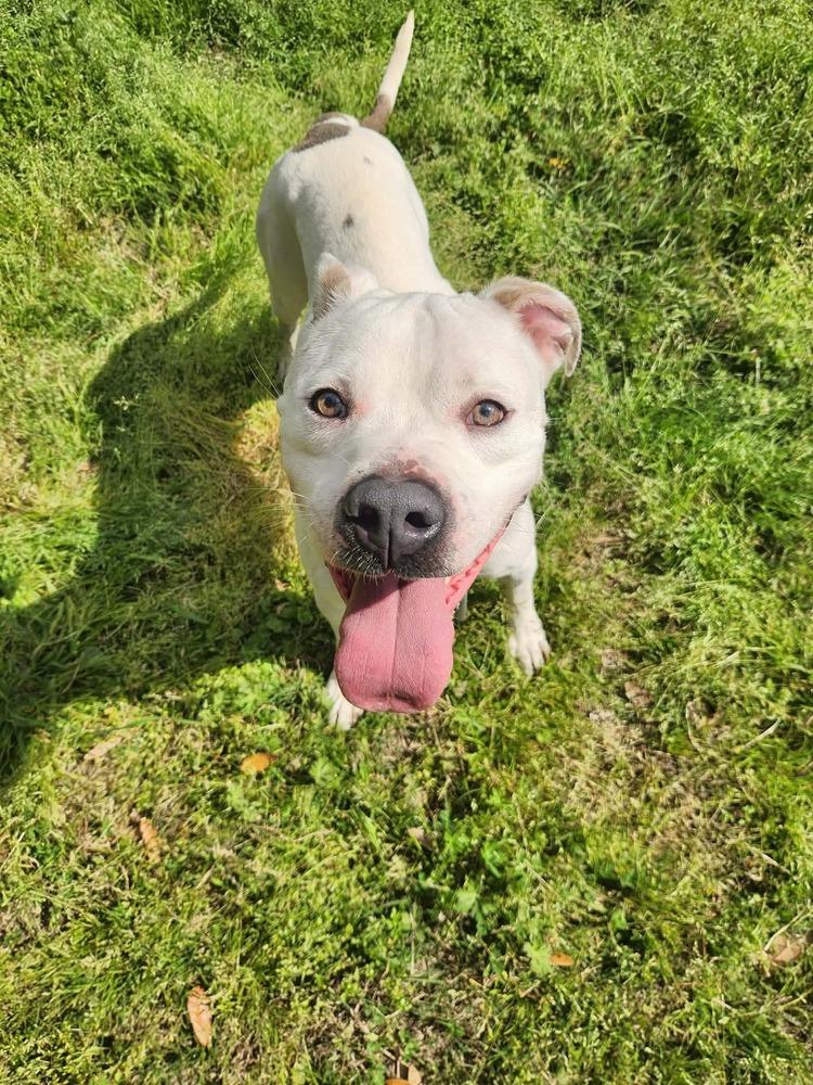 Honcho💜 #A138096, Adoptable, Adult Male Pit Bull Terrier.