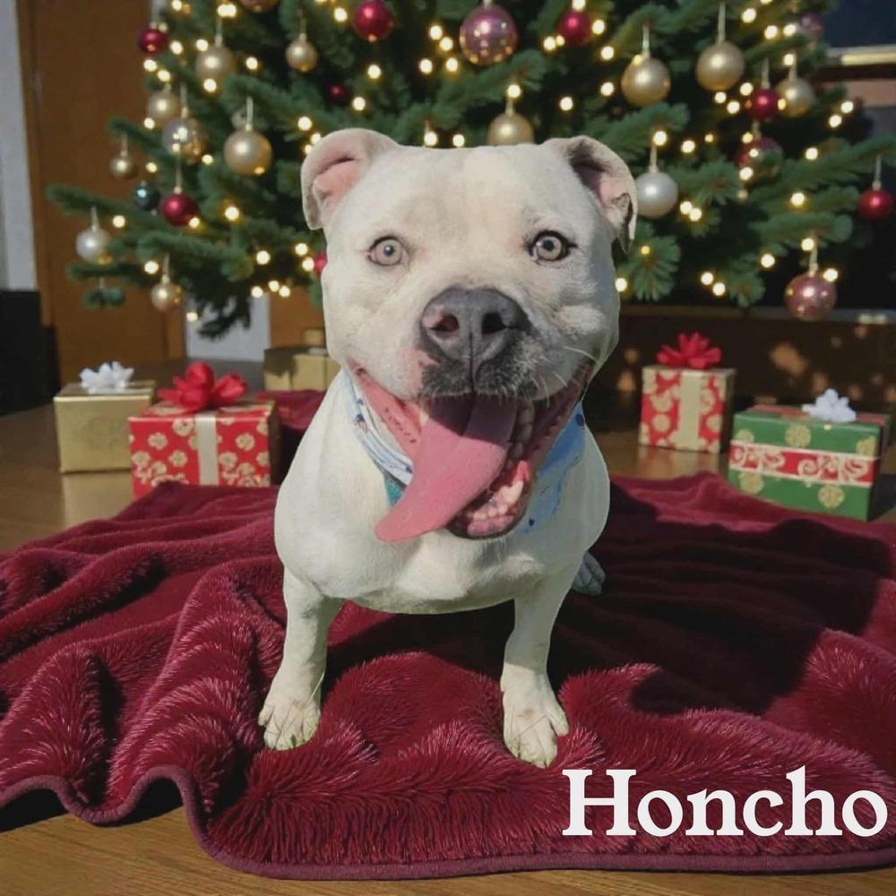 Honchoπ #A138096, Adoptable, Adult Male Pit Bull Terrier.