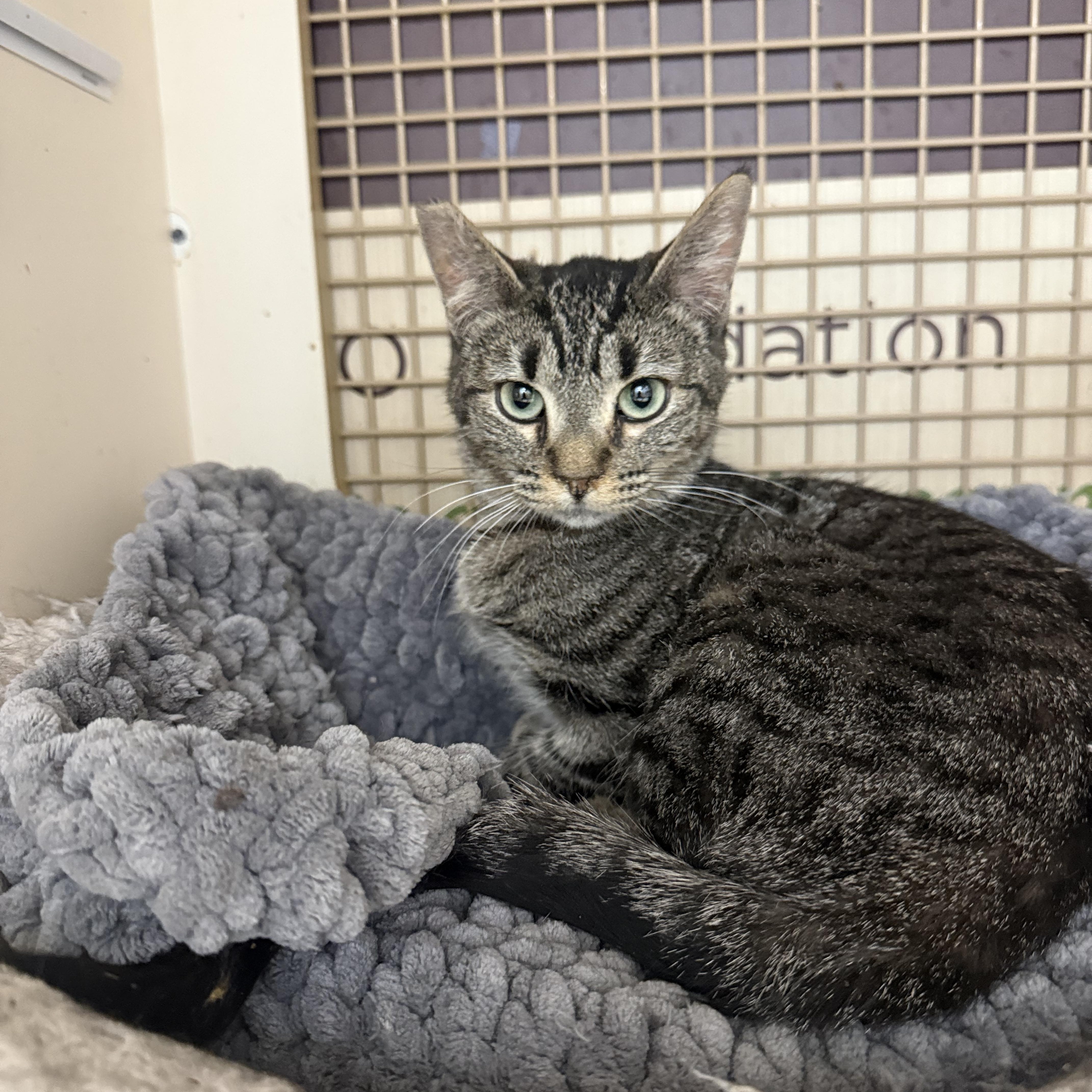 Enlarge Tortilla, a ADOPTABLE Tabby in Las Vegas, NV image 1/1