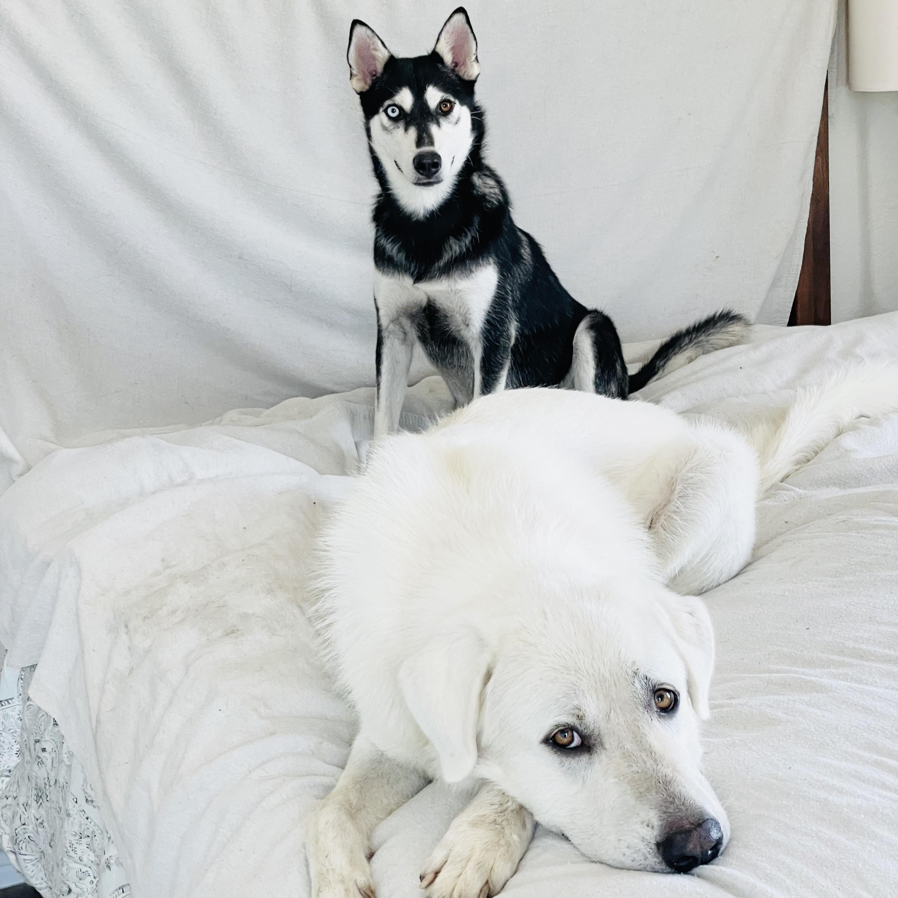 Amazing Belle and Beau