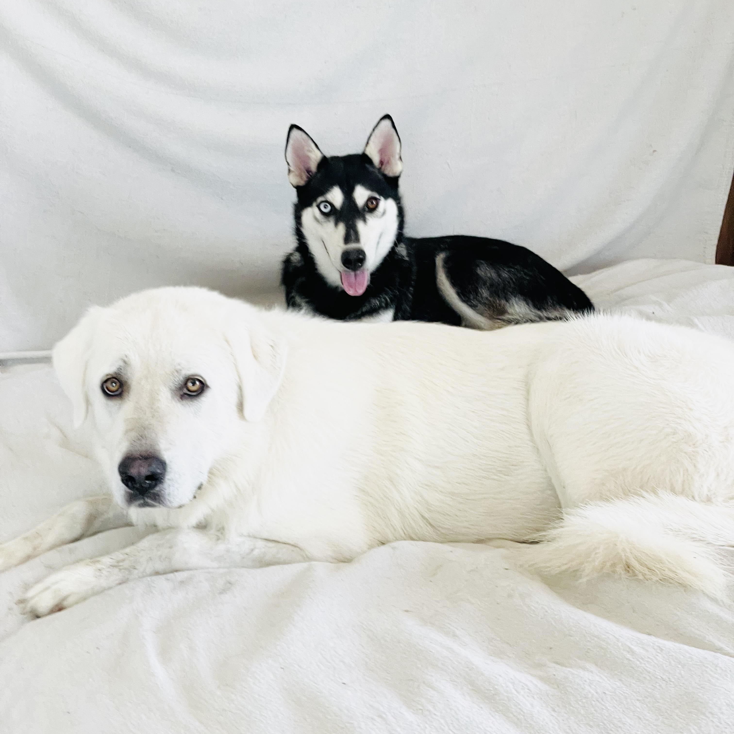 Amazing Belle and Beau