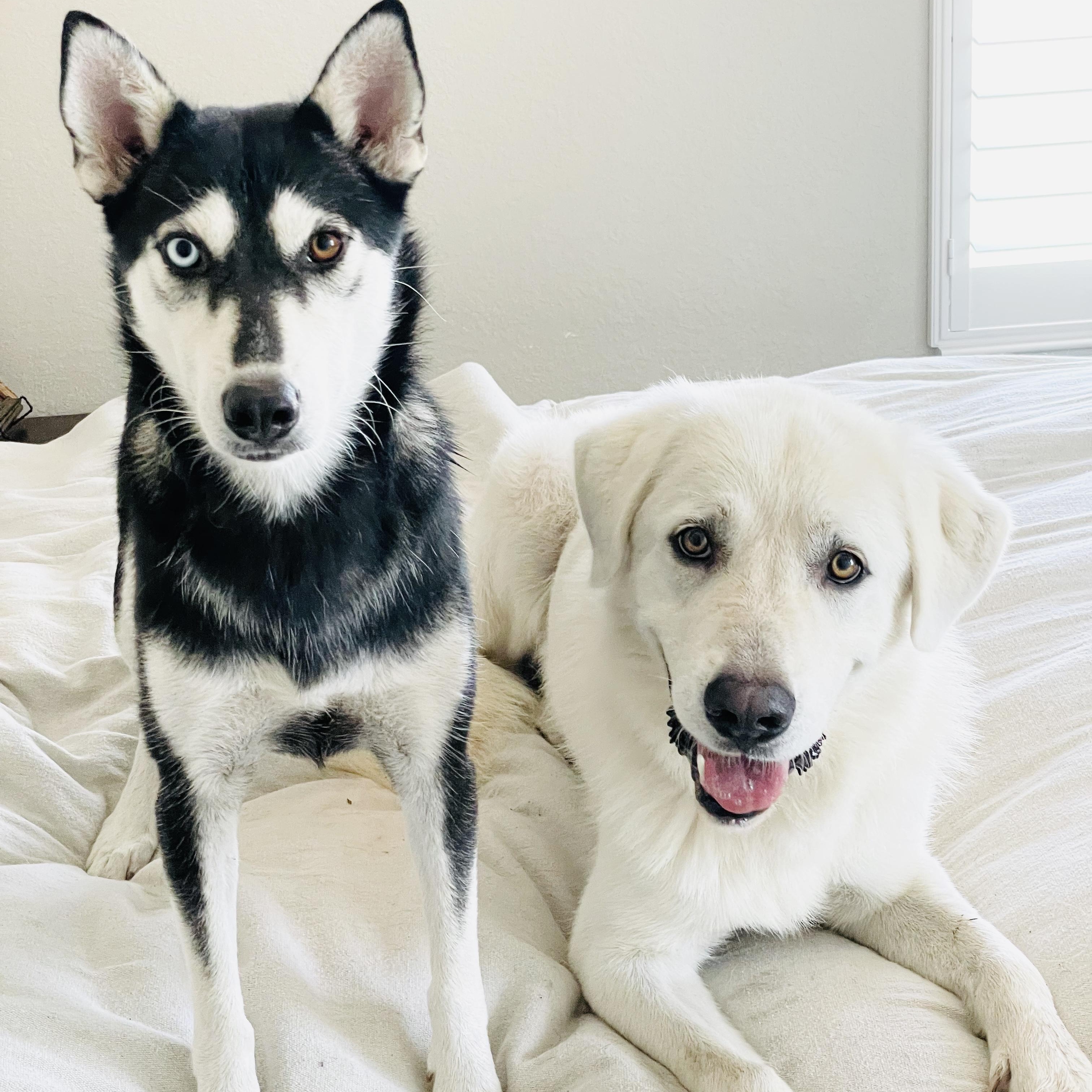 Amazing Belle and Beau