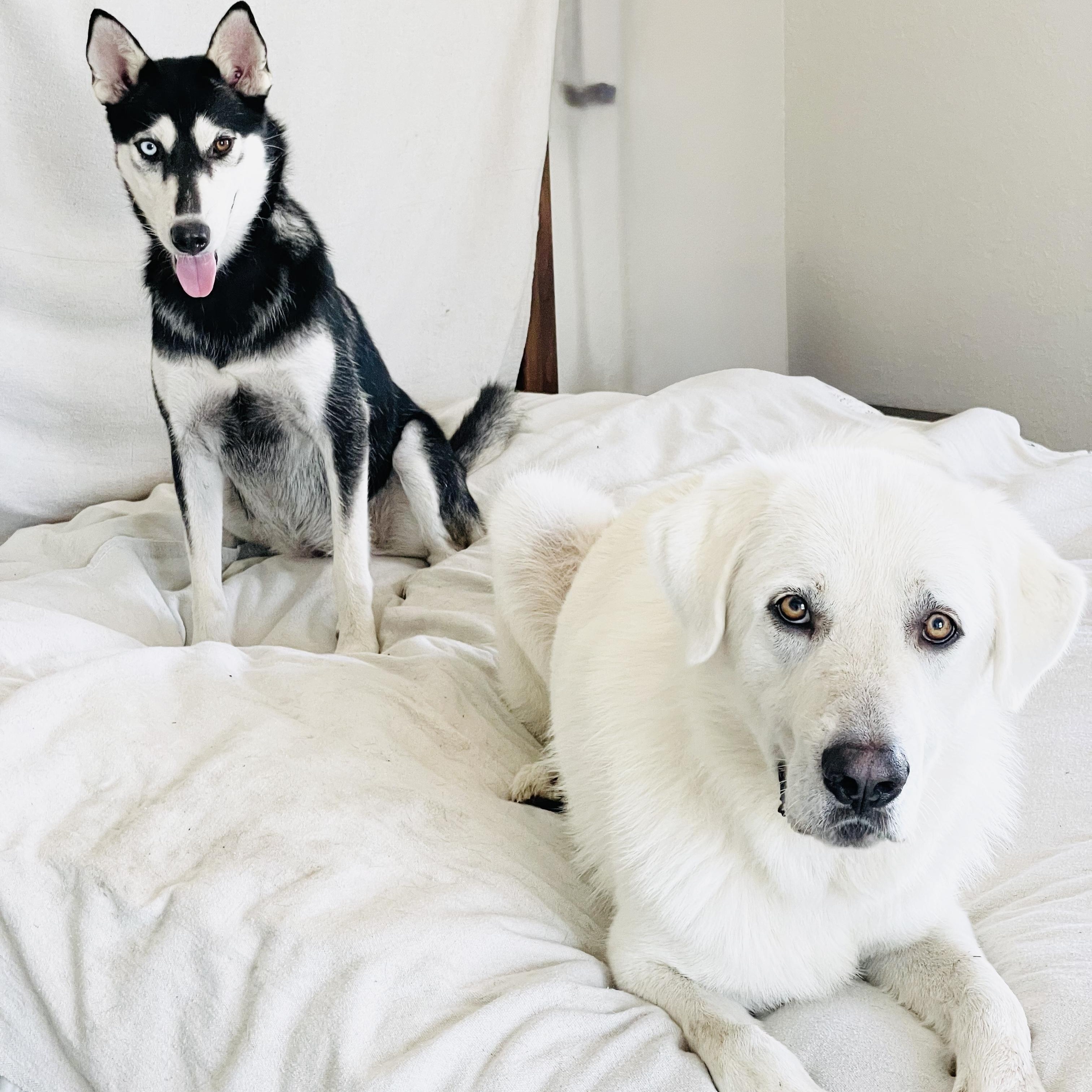 Amazing Belle and Beau