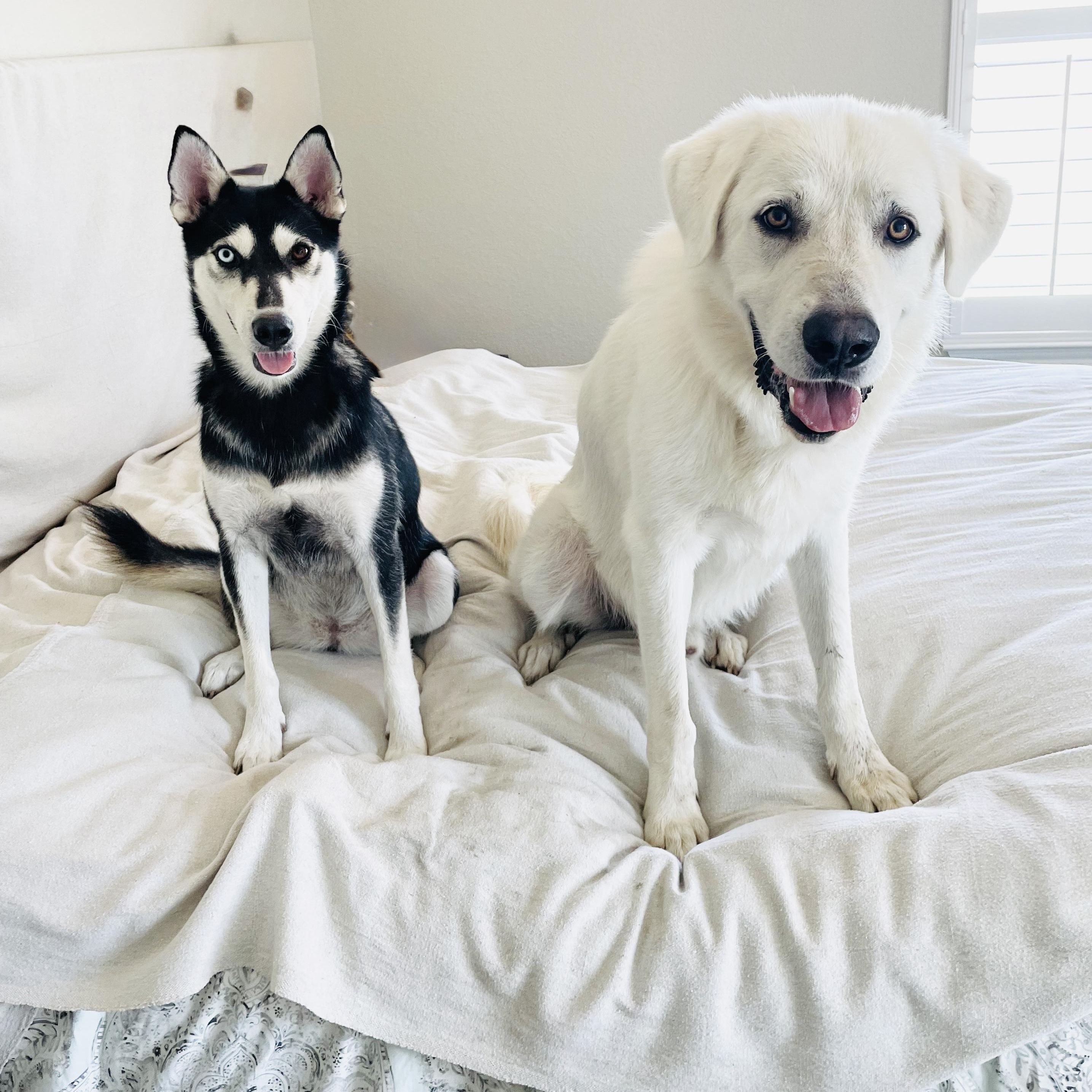 Amazing Belle and Beau