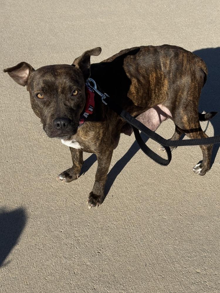 Enlarge Fawn, a Adoptable mixed breed in Colorado Springs, CO image 1/4