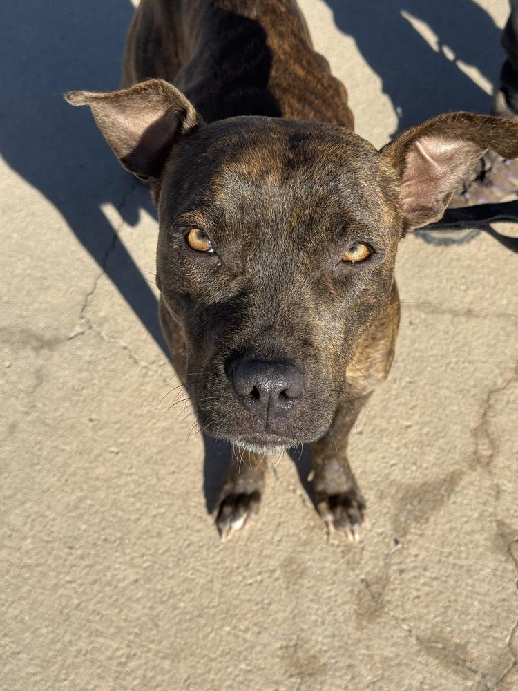 Enlarge Fawn, a Adoptable mixed breed in Colorado Springs, CO image 2/4