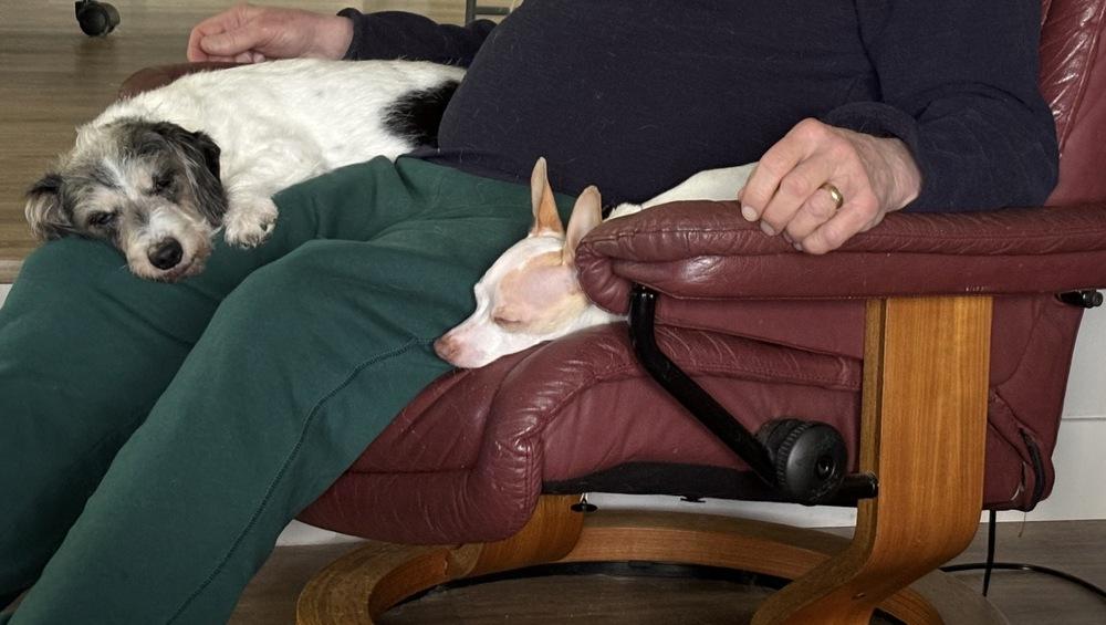 Bruno, Adoptable, Adult Male Italian Greyhound & Chihuahua.