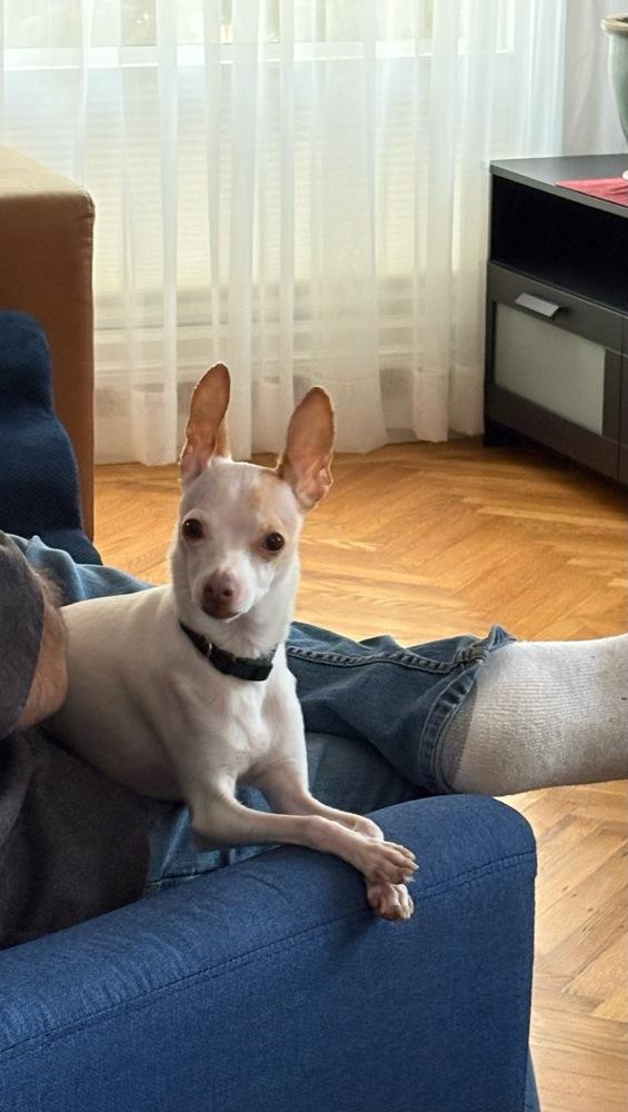 Bruno — thumbnail 2