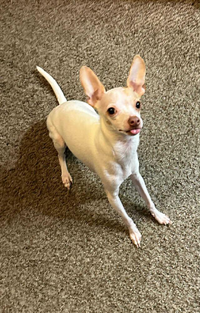 Enlarge Bruno, a Adoptable mixed breed in Claremont, CA image 3/4