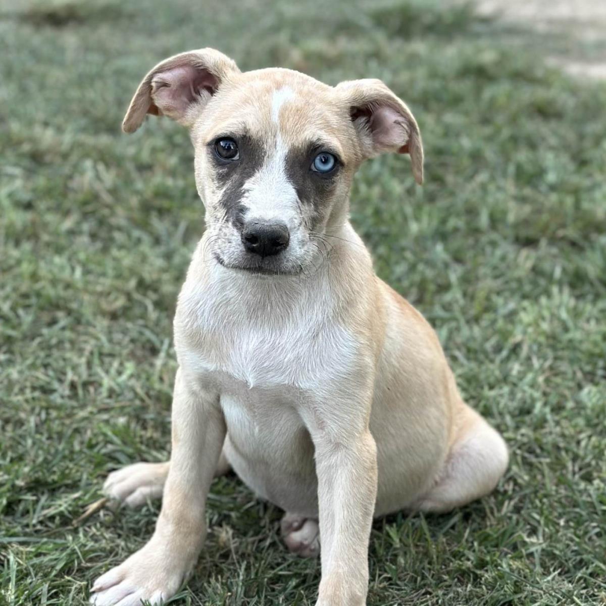 Hera, Adoptable, Young Female Australian Shepherd.