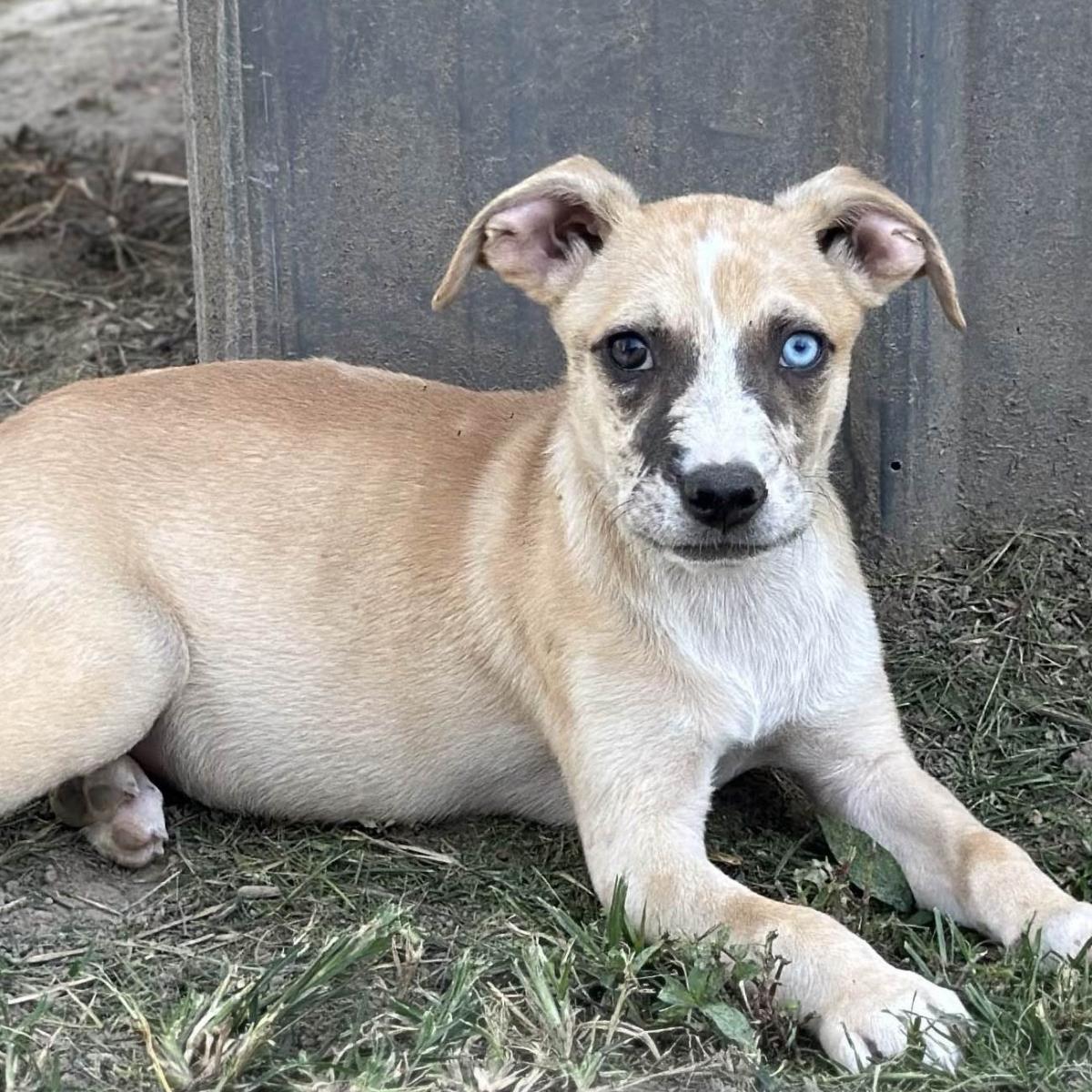 Enlarge Hera, a Adoptable Australian Shepherd in Locust Fork, AL image 2/3