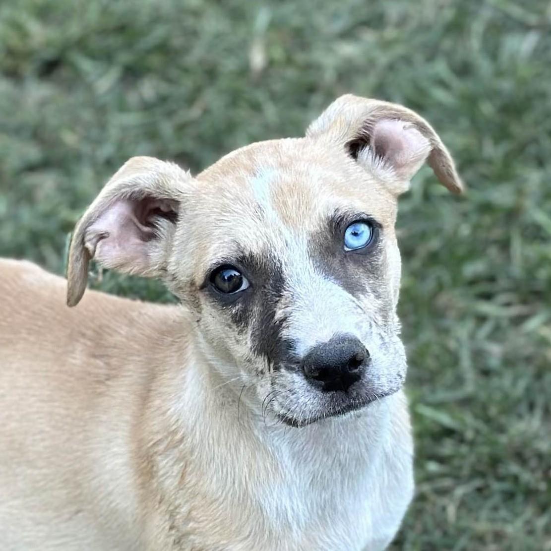 Enlarge Hera, a Adoptable Australian Shepherd in Locust Fork, AL image 3/3
