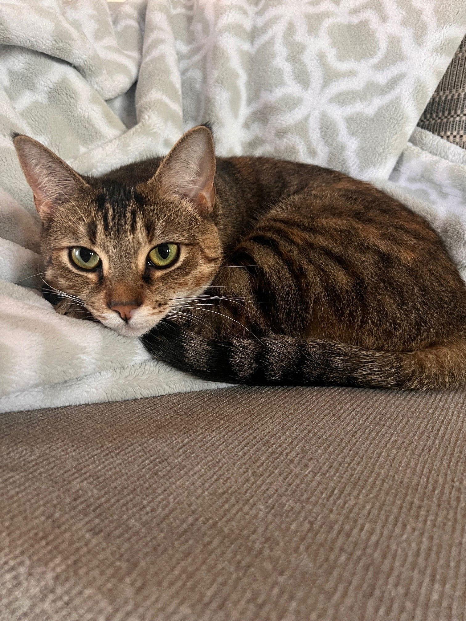 Enlarge Cali, a Adopted Domestic Short Hair in Naugatuck, CT image 1/3