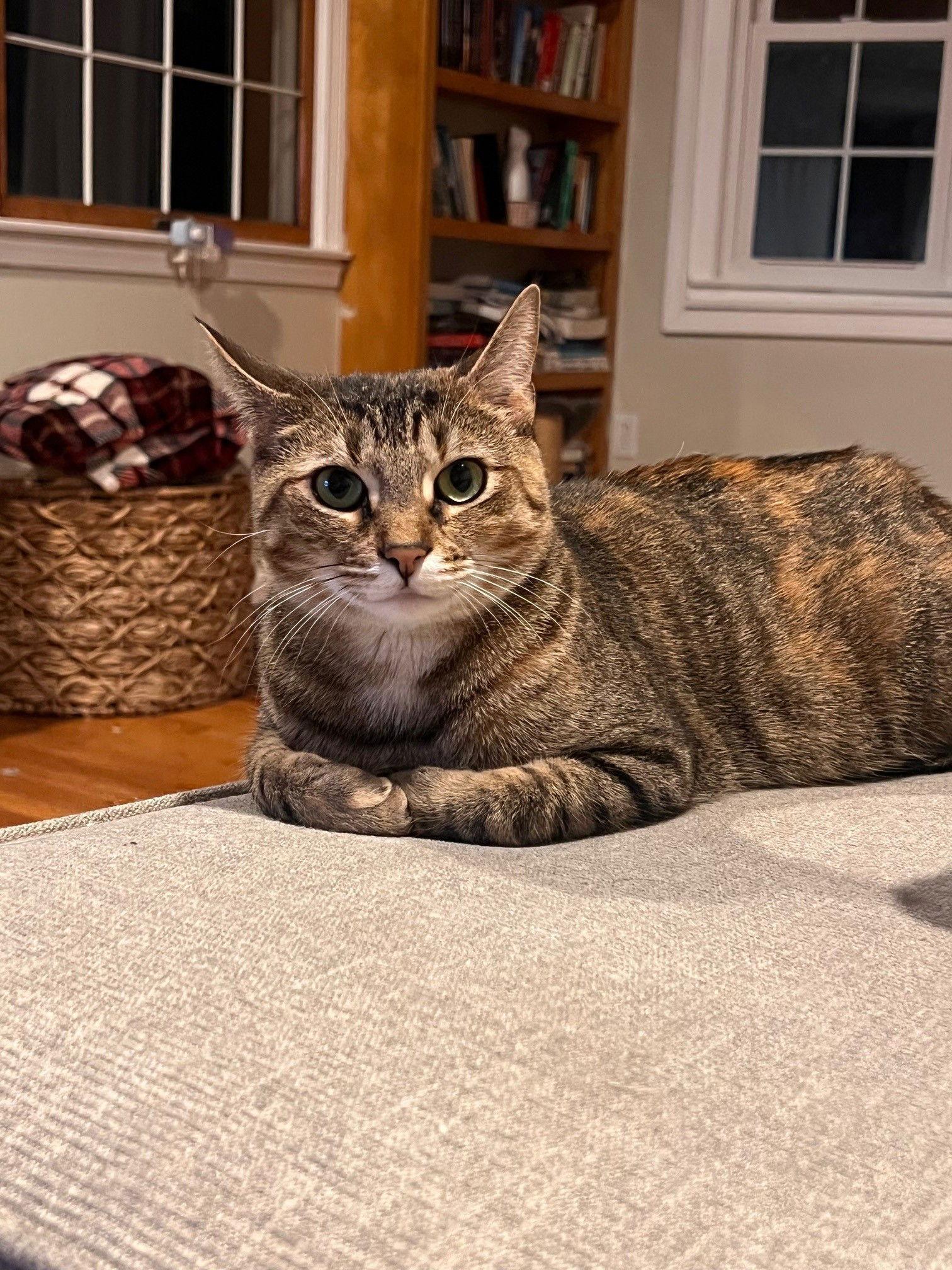 Cali, Adopted, Young Female Domestic Short Hair.