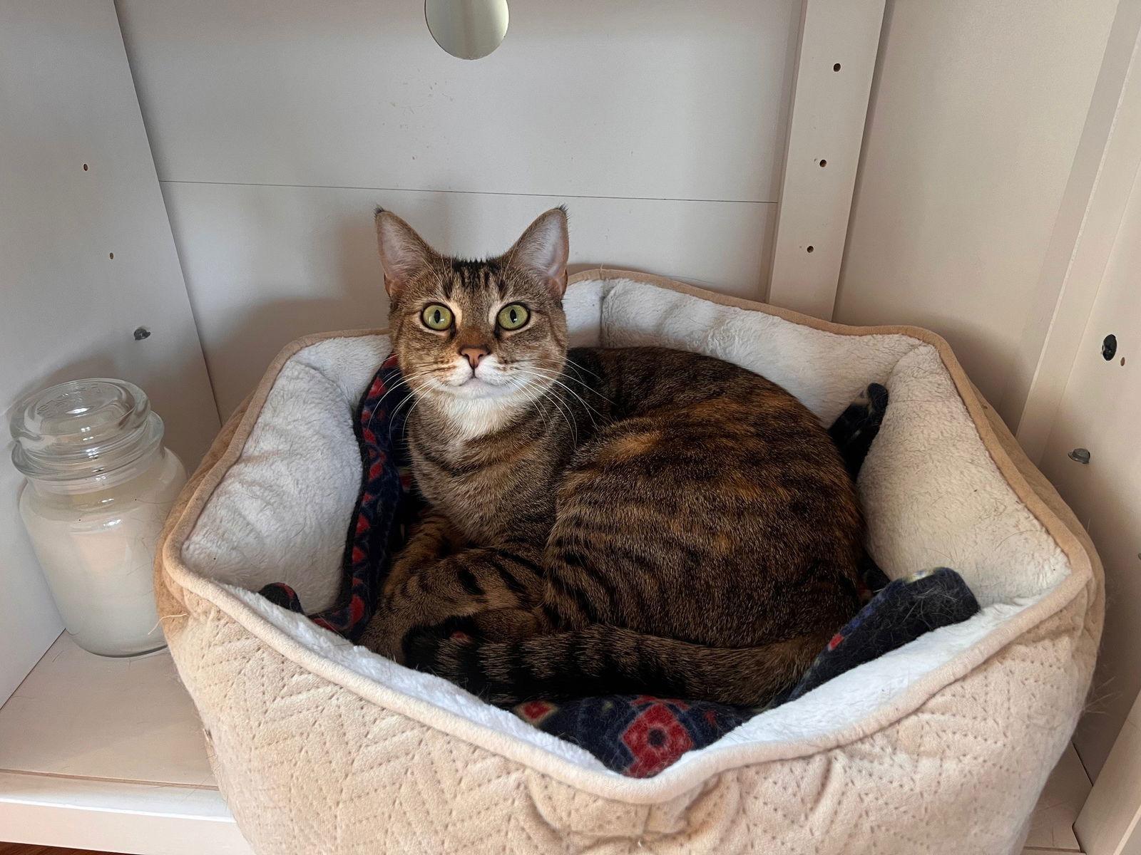 Enlarge Cali, a Adopted Domestic Short Hair in Naugatuck, CT image 3/3