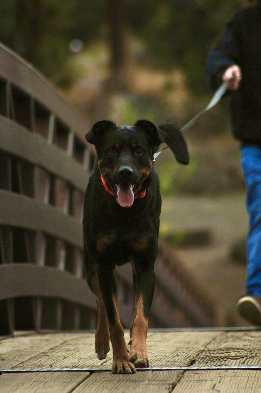 Scotty, a ADOPTABLE mixed breed in Bend, OR image 5/5