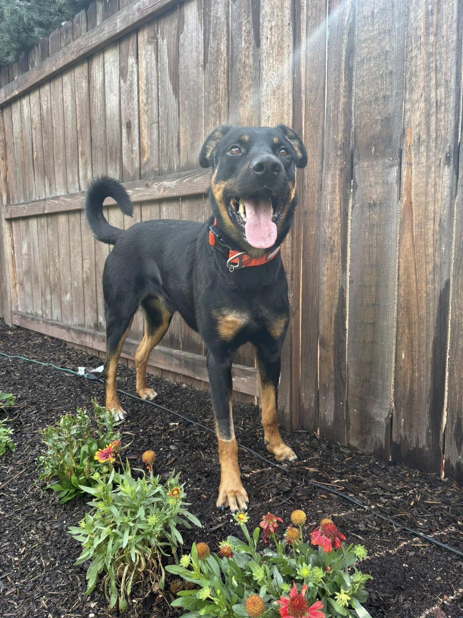 Scotty, a ADOPTABLE mixed breed in Bend, OR image 2/5