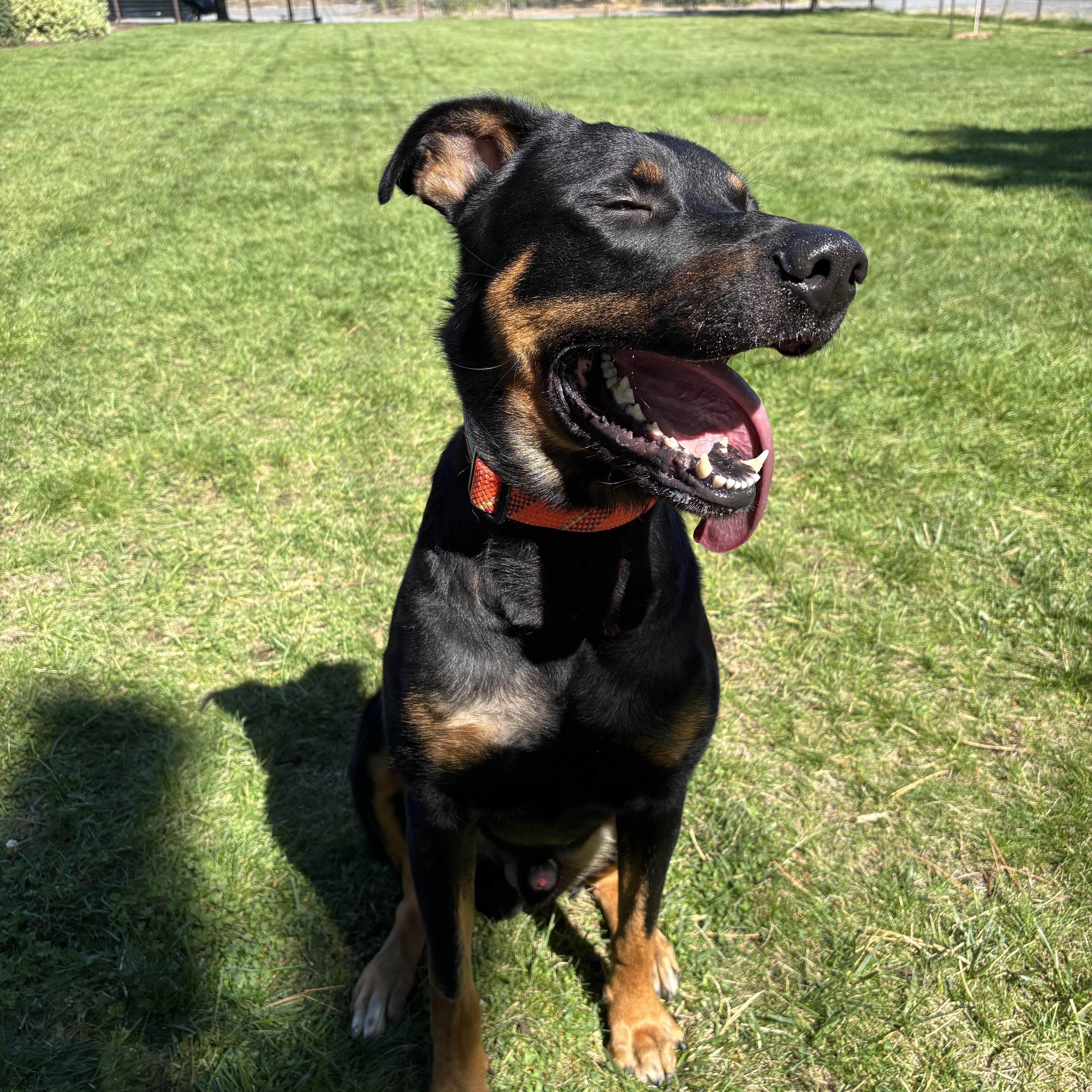 Scotty, a ADOPTABLE mixed breed in Bend, OR image 1/5