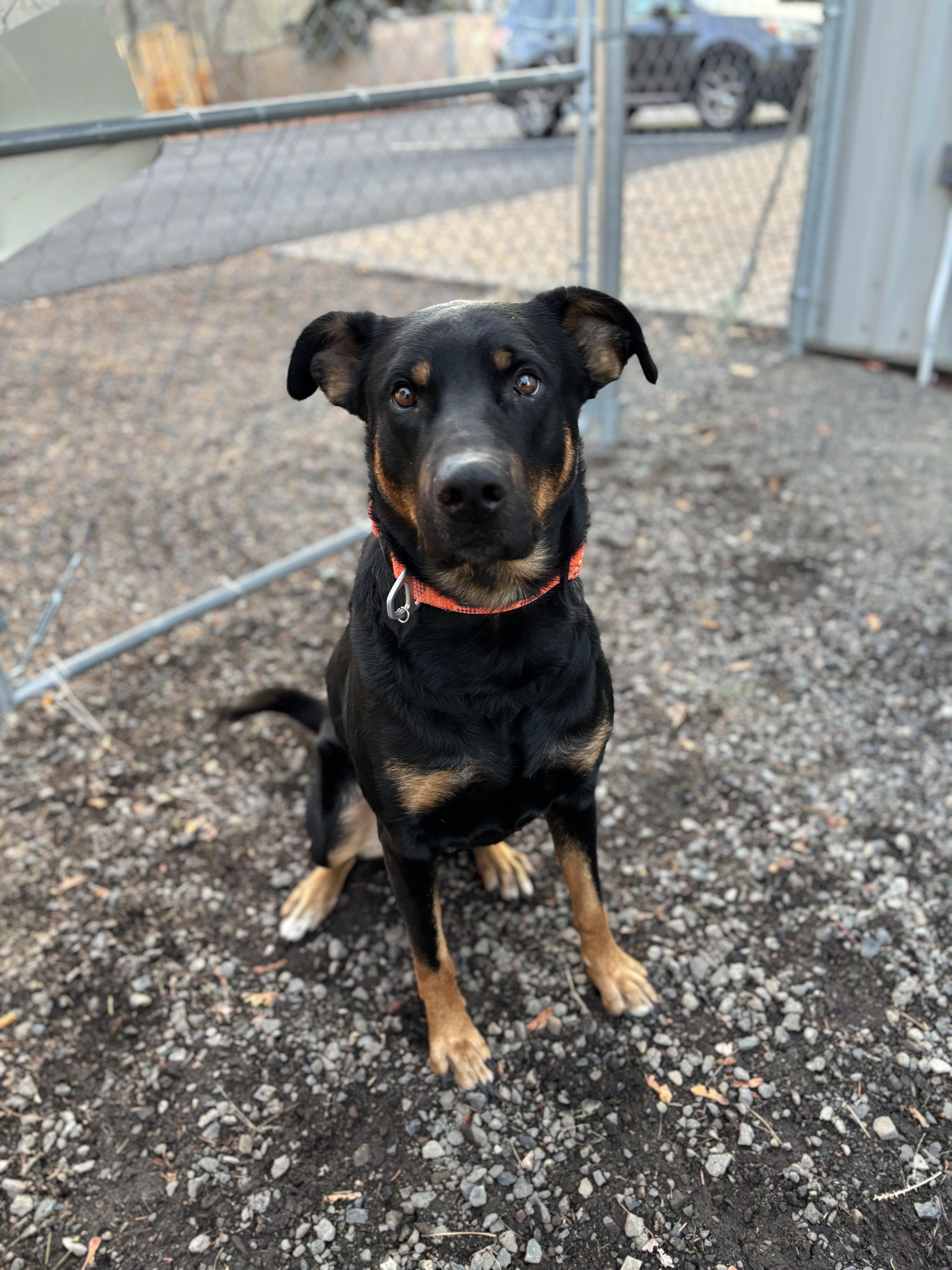 Scotty, a ADOPTABLE mixed breed in Bend, OR image 4/5
