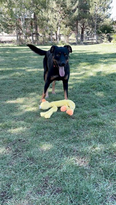 Enlarge Scotty, a ADOPTABLE mixed breed in Bend, OR video 3/5