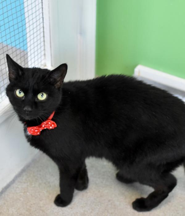 Enlarge Tomato, a Adoptable Domestic Short Hair in Marietta, GA image 1/4