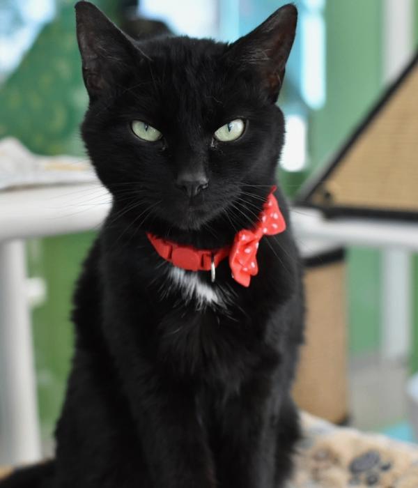 Enlarge Tomato, a Adoptable Domestic Short Hair in Marietta, GA image 2/4