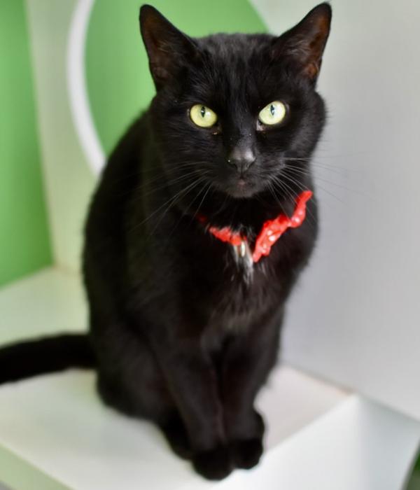 Enlarge Tomato, a Adoptable Domestic Short Hair in Marietta, GA image 3/4