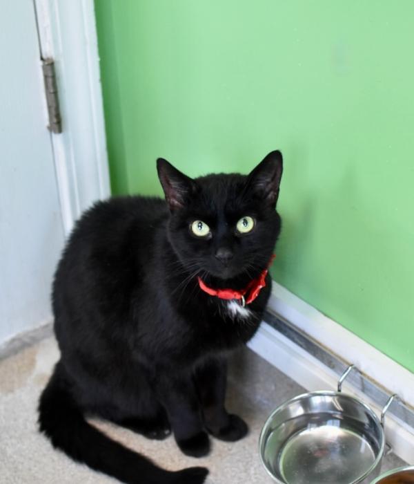 Enlarge Tomato, a Adoptable Domestic Short Hair in Marietta, GA image 4/4