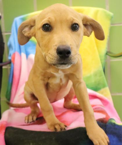 Eggplant, Adoptable, Puppy Female Retriever & Mixed Breed.