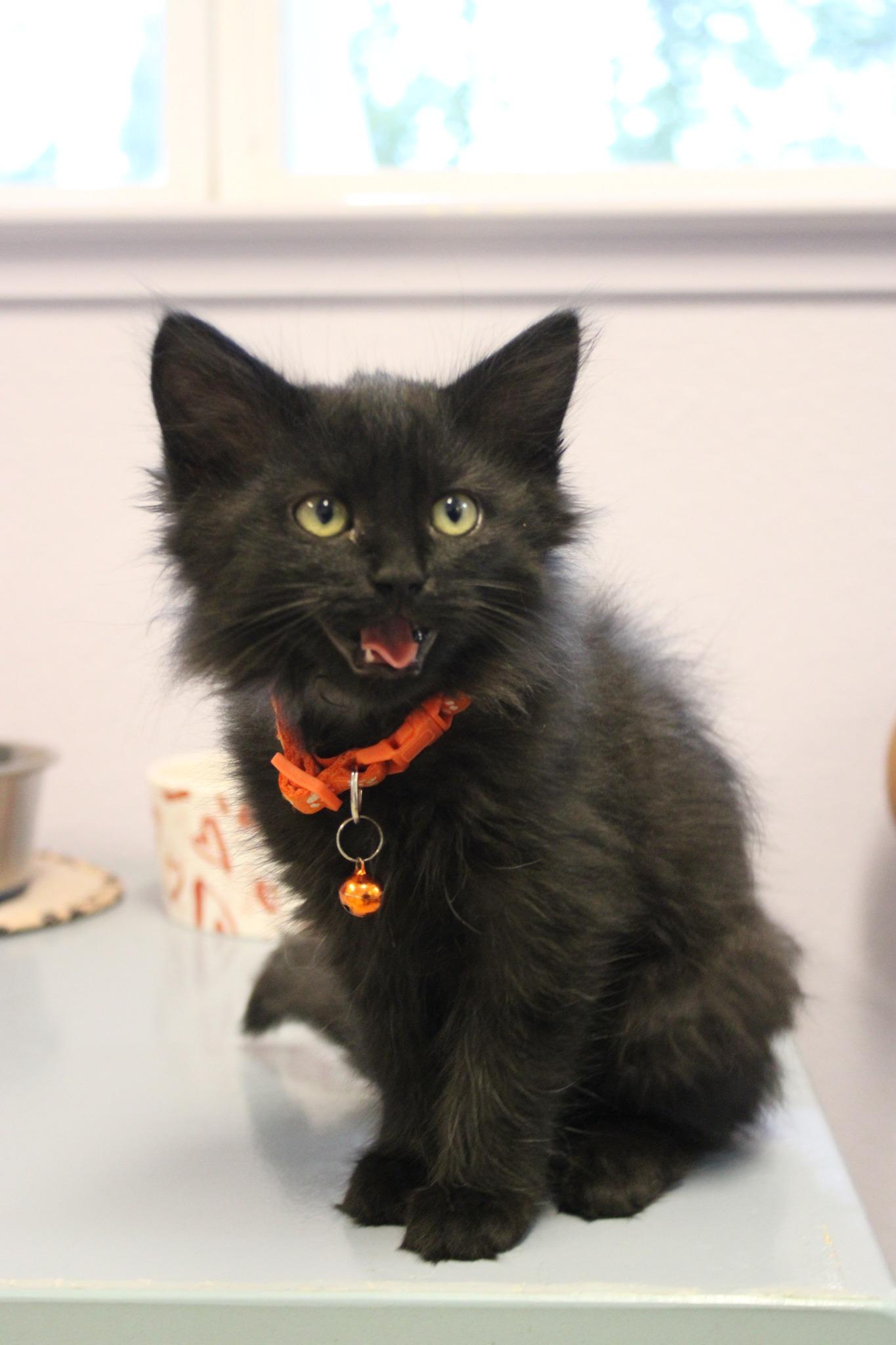 Tac, a Adoptable mixed breed in Weaverville, CA image 1/2