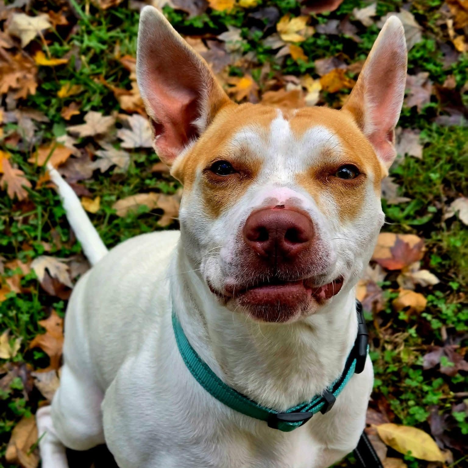Alberta, Adoptable, Young Female Pit Bull Terrier.
