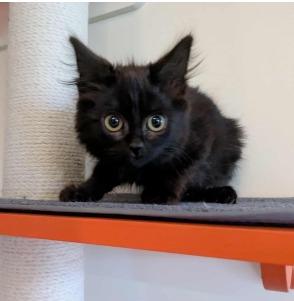 Camille, Adoptable, Kitten Female Domestic Medium Hair.