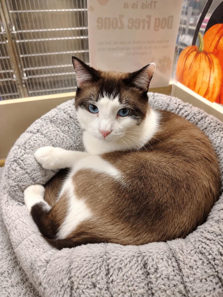 Enlarge MeiSu (Aka Taunus), a Adoptable mixed breed in Chicago, IL image 4/6