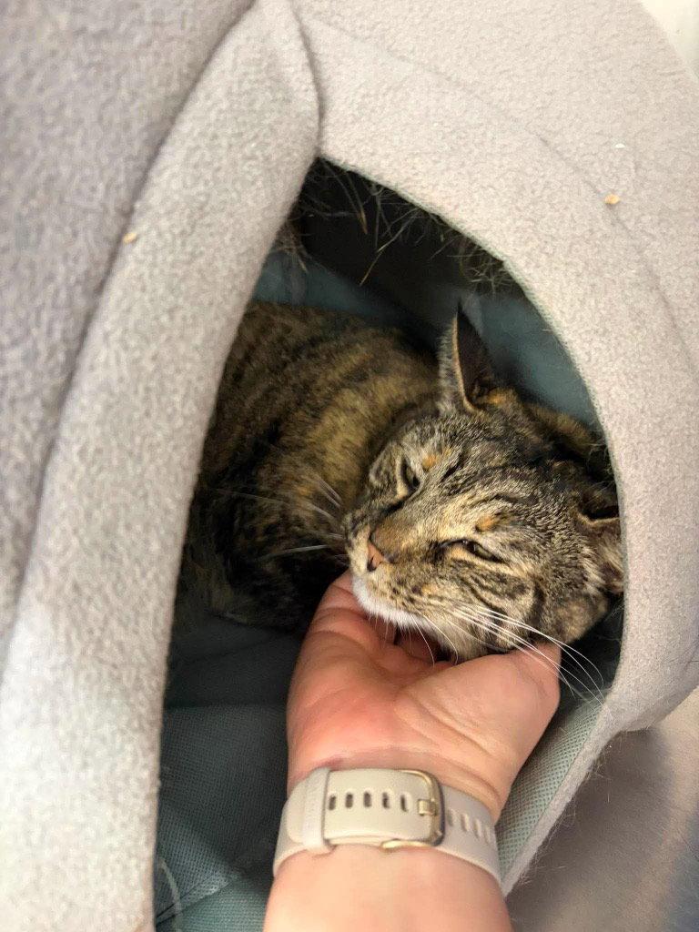 Emily, Adoptable, Adult Female Domestic Short Hair & Torbie.