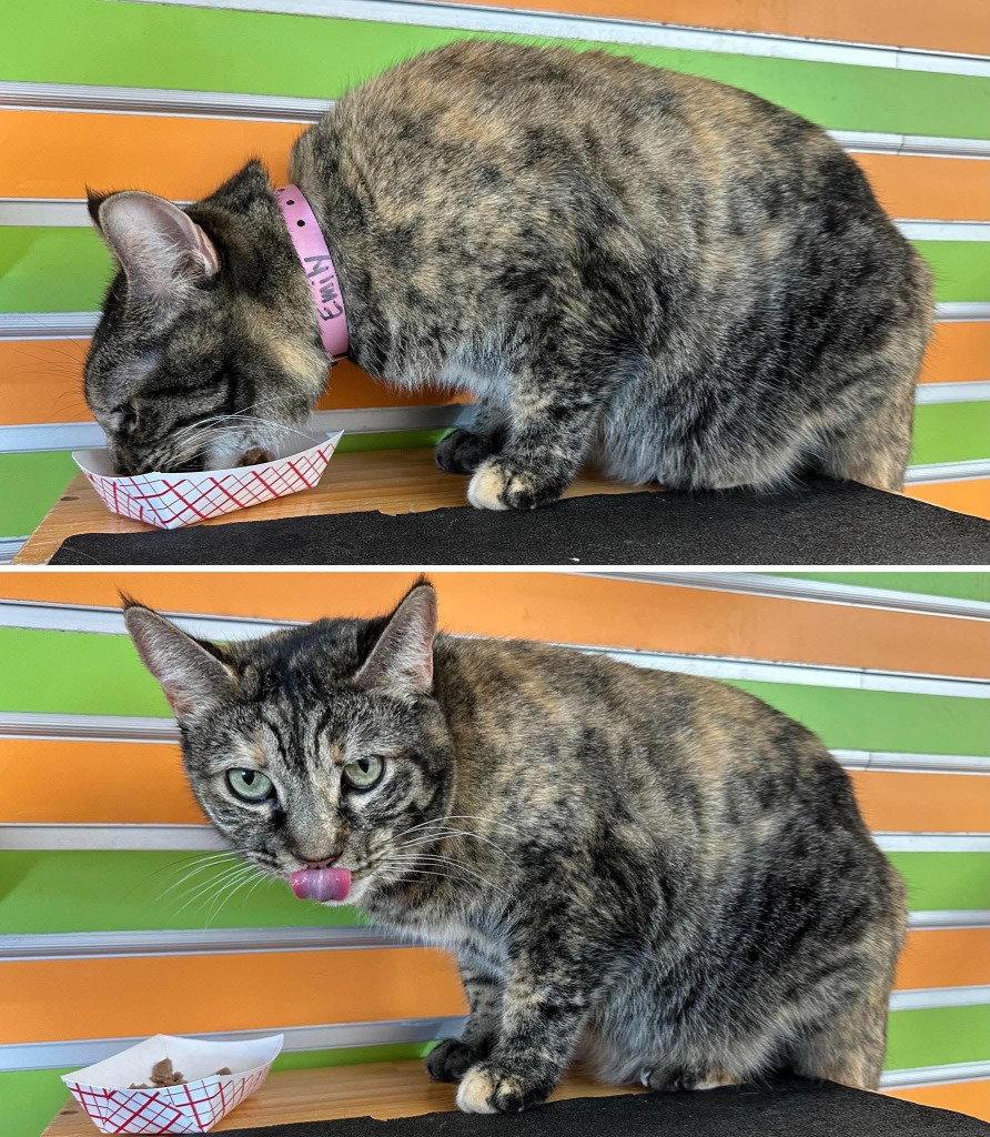 Enlarge Emily, a Adoptable mixed breed in Saint George, UT image 2/2
