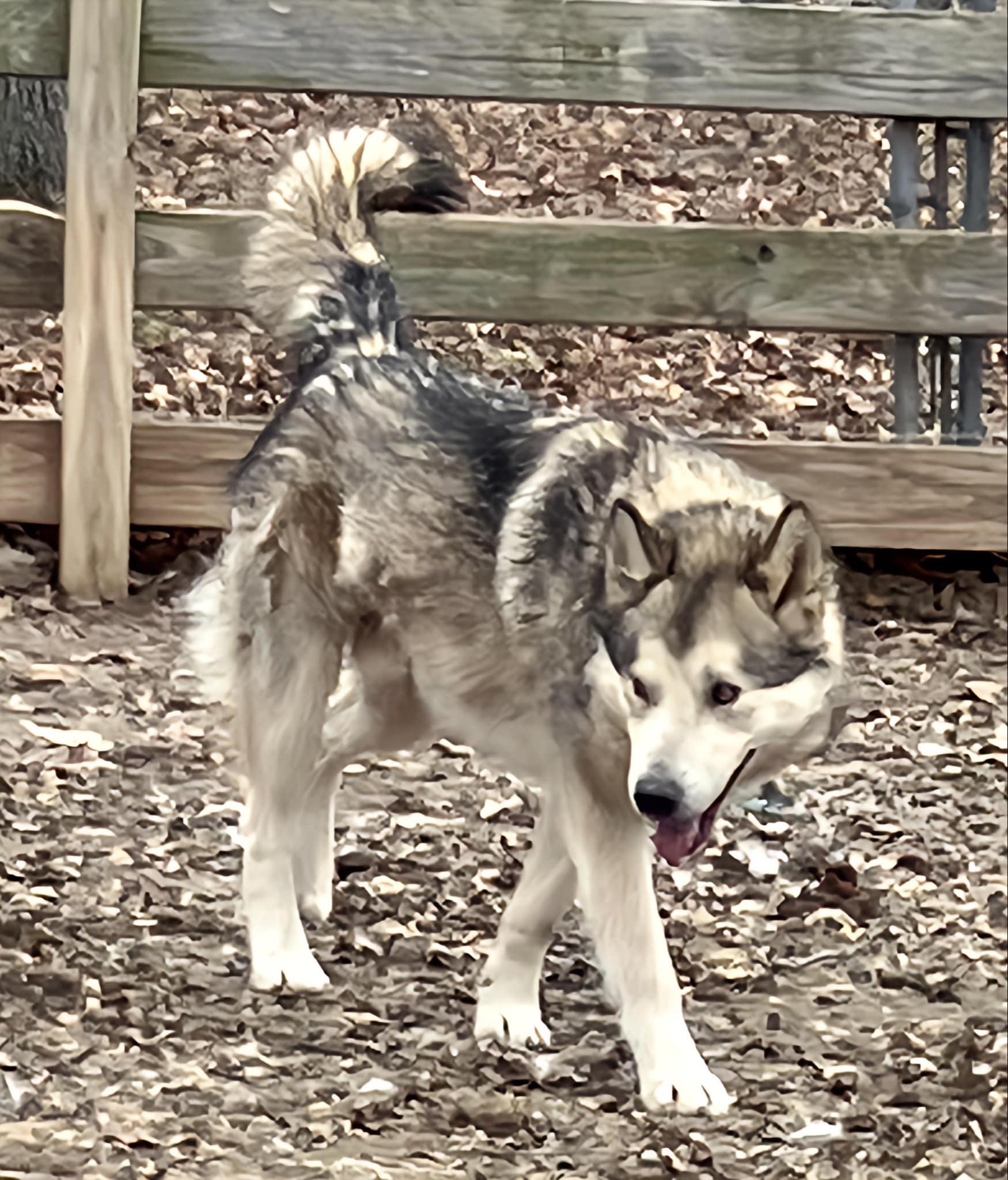 Tritan, a Adoptable mixed breed image 4/4