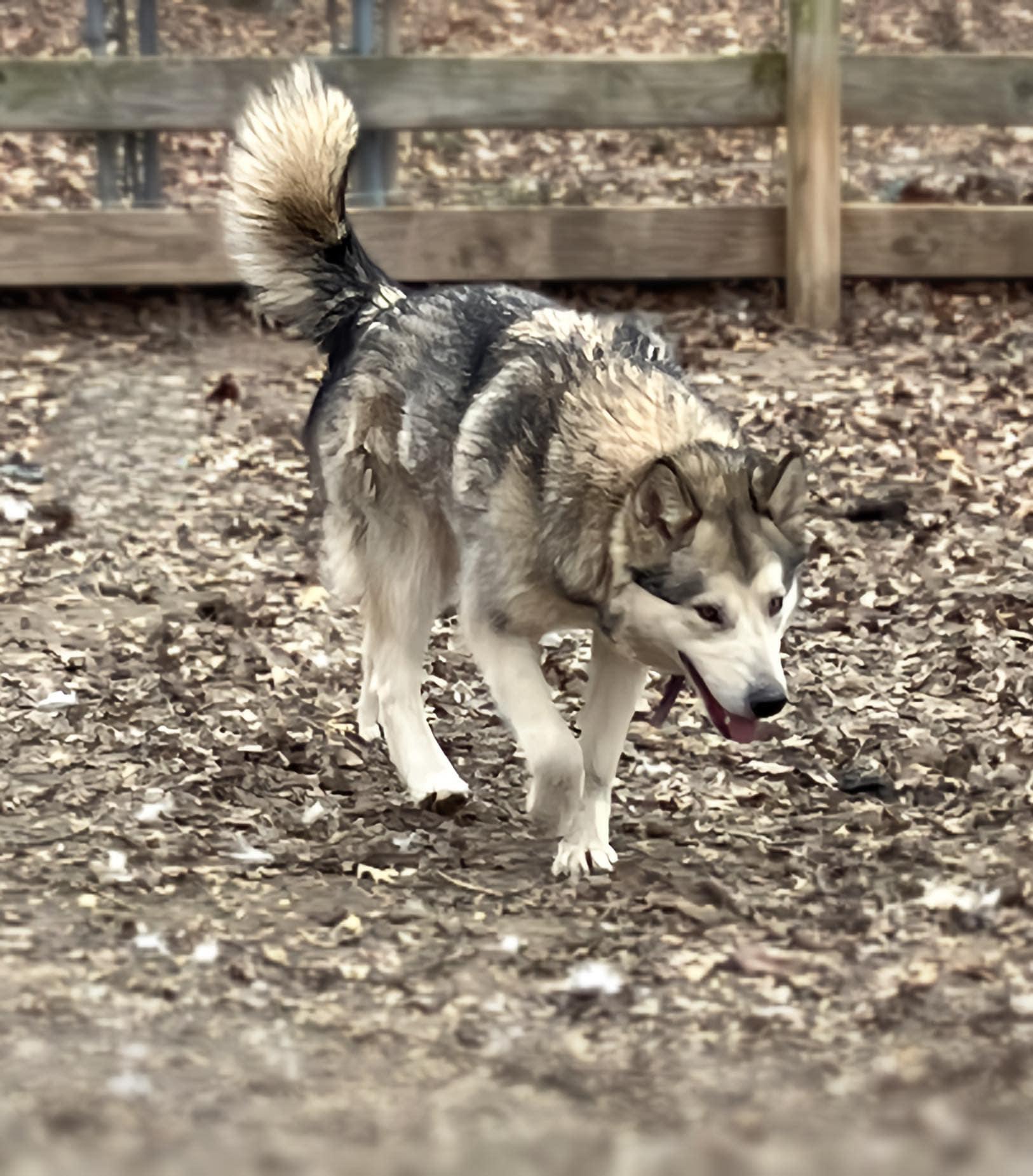 Tritan, a Adoptable mixed breed image 1/4