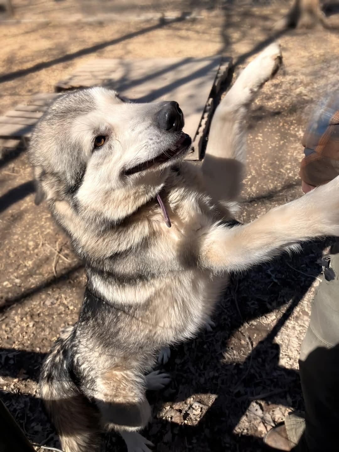 Tritan, a Adoptable mixed breed image 2/4