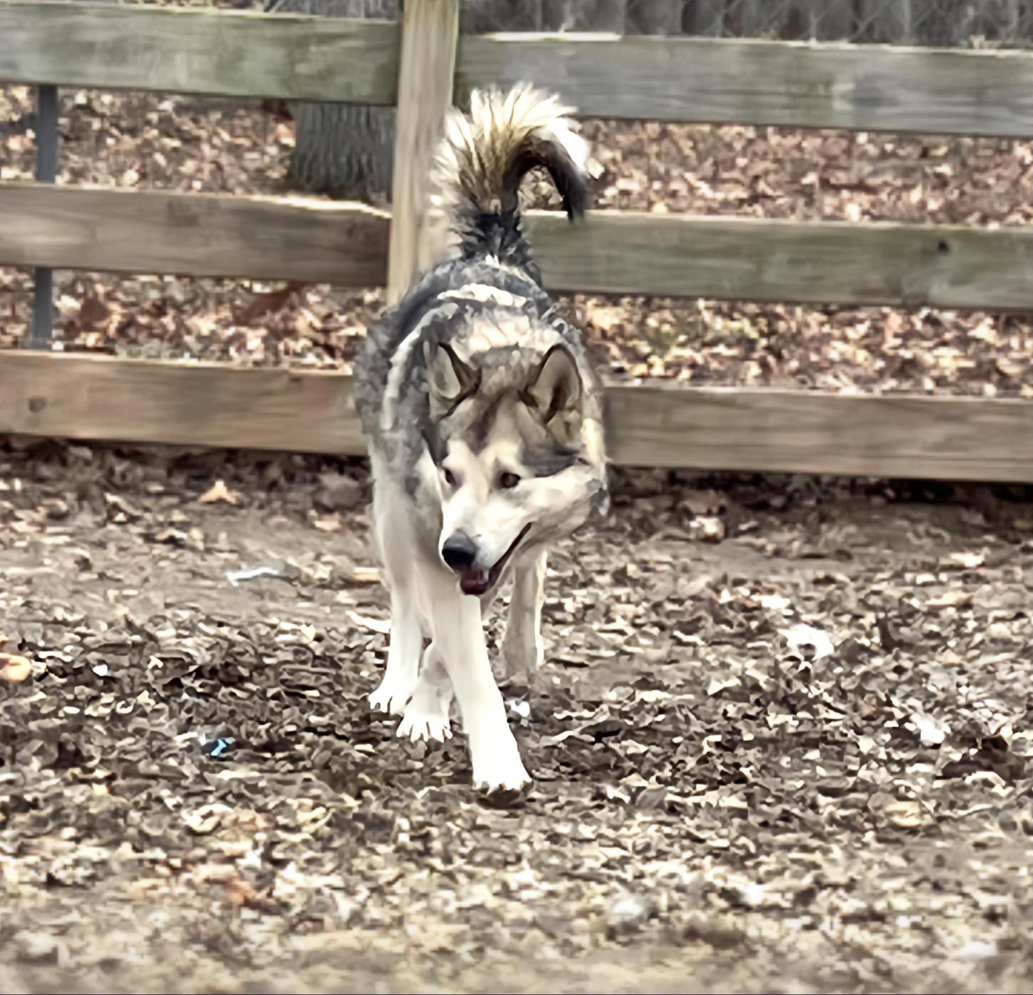 Tritan, a Adoptable mixed breed image 3/4