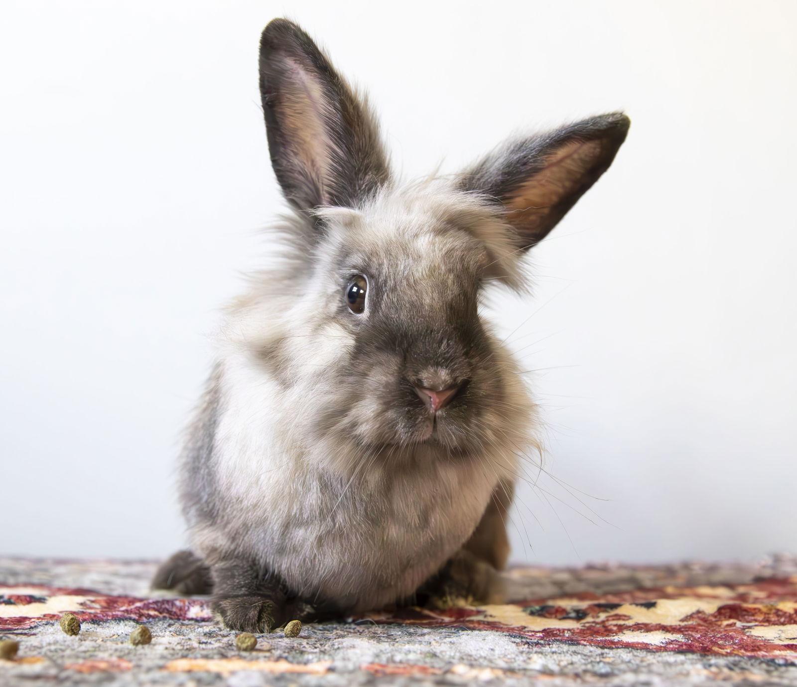 Clara, Adoptable, Adult Female Lionhead.