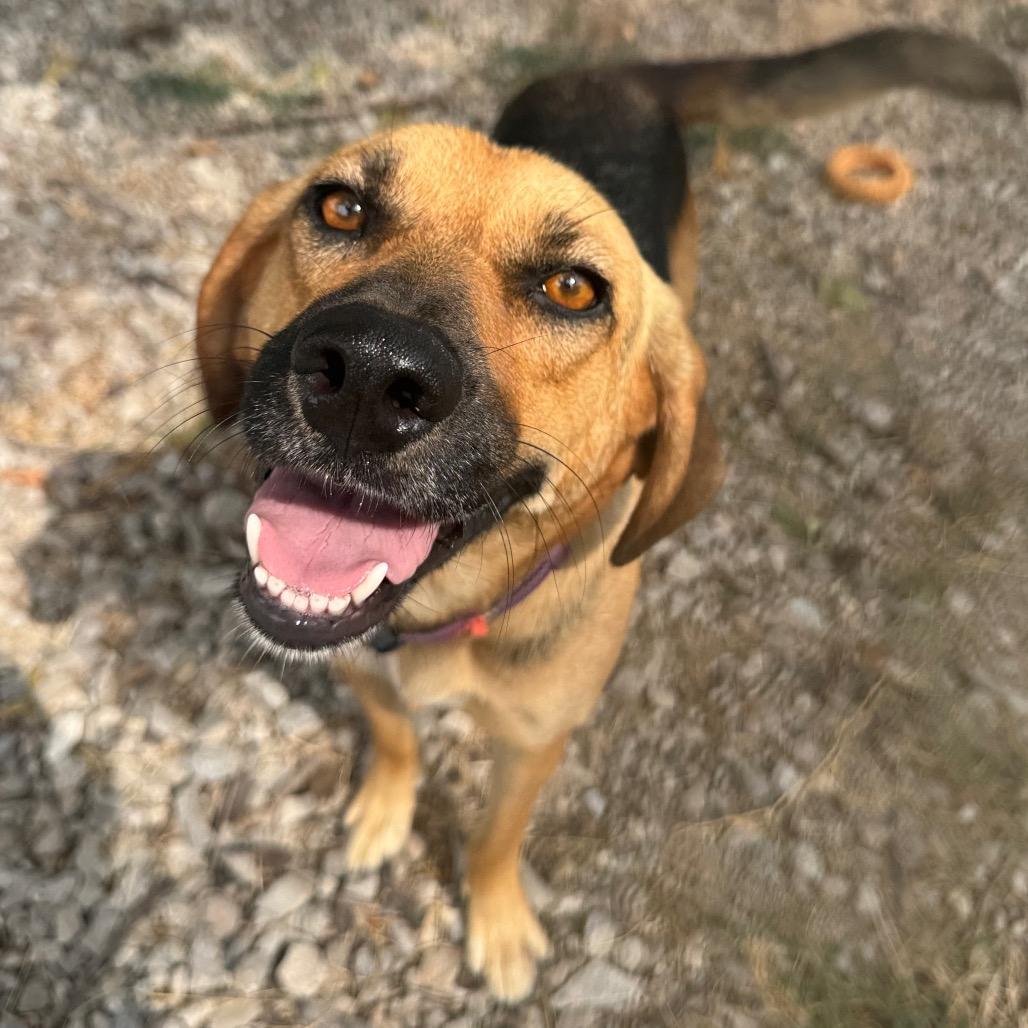 Fiona, Adoptable, Adult Female Coonhound & Shepherd.