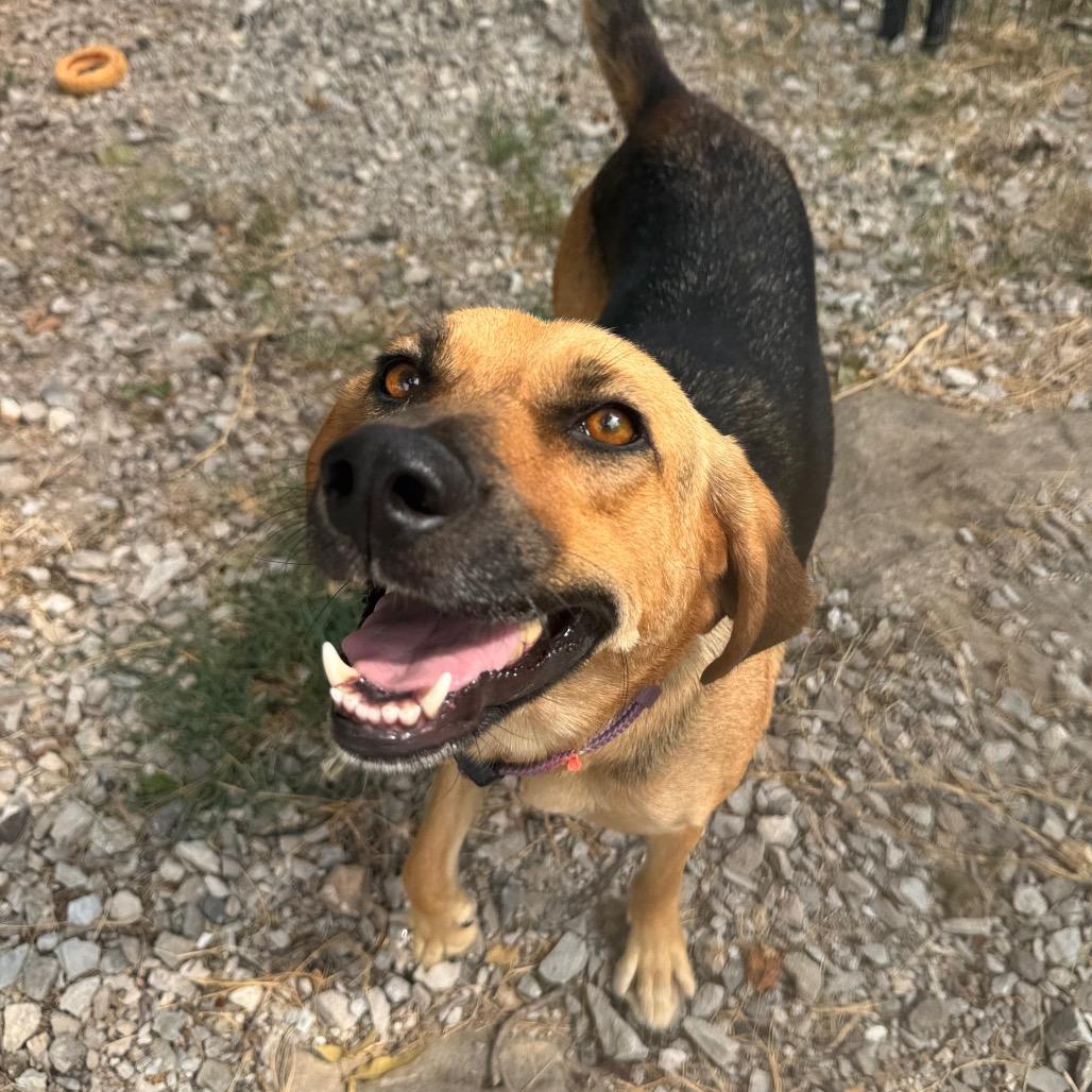 Enlarge Fiona, a Adoptable mixed breed in Pineville, MO image 2/6